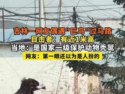 吉林一网友偶遇"巨鸟"过马路
目击者:有近1米高
当地:是国家一级保护动物秃鹫
网友:第一眼还以为是人扮的#座山雕 #秃鹫 #野生动物 #神奇动物在哪里 #神雕侠侣