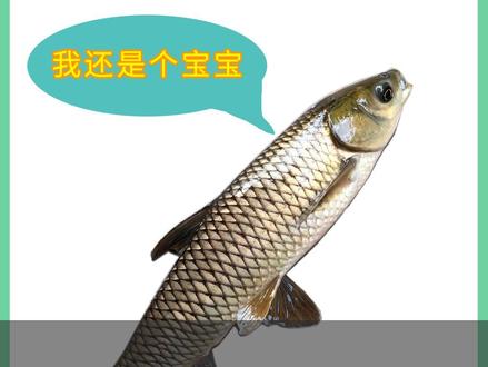 谁说一斤重的鱼就不能叫做鱼苗了?#草鱼养殖 #生态农业