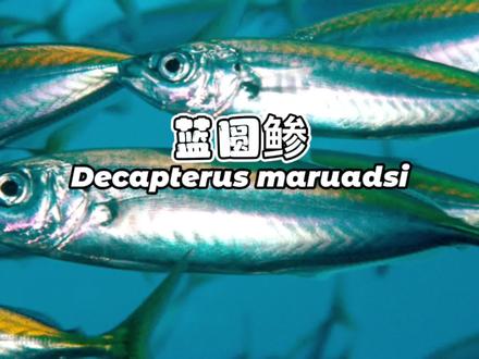 池鱼,蓝圆鲹 Decapterus maruadsi #华哥说海鲜 #宅家抖出好食光 #看见海南