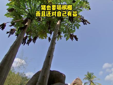 猪也要嚼槟榔,而且还对自己有益