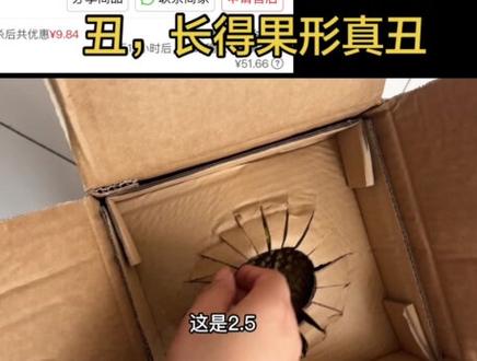 熟了就开,可蹲 你买的榴莲多少钱一斤啦?#榴莲爱好者 #拼多多 #开榴莲不翻车 #种草 #开榴莲的正确方法