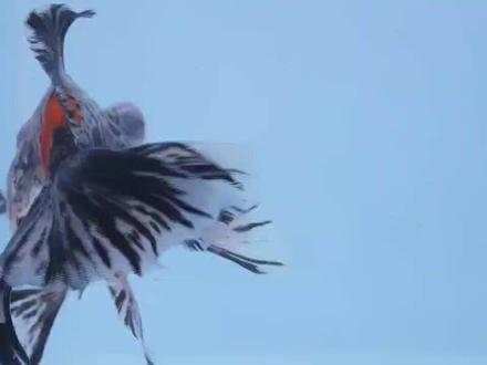 外凸大龙眼,飘逸大蝶尾,快来欣赏斑斑点点的五花龙睛蝶尾金鱼