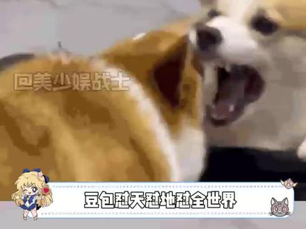 碎嘴子AI,唠不完根本唠不完#AI间首次跨物种对话