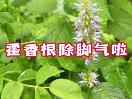 脚气好啦,藿香泡脚再没反复过!太绝了! #脚气 #藿香 #足癣