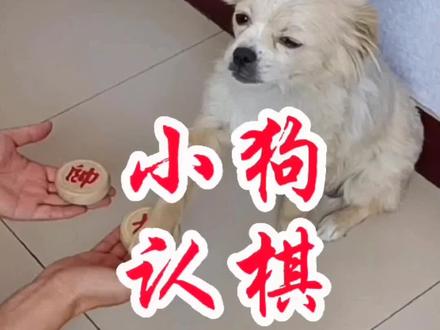 象棋 小狗下棋#象棋 #专治不开心 @象棋顺宝(金创客)