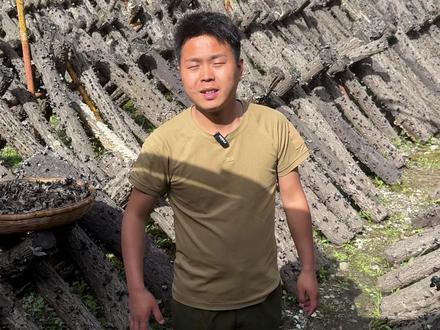秦岭木耳,长在木头上的 #椴木木耳