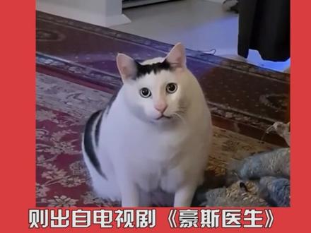 #精神状态belike #听不懂的状态belike #吐舌羊和bruh猫 这两表情包在一起真是绝配