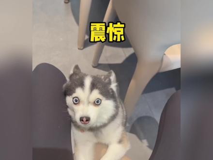 狗狗:我律师没来之前我一句话都不会说#汪汪队 #狗狗 #修勾