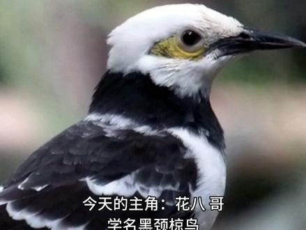 学说话的鸟——花八哥 #鸟 #保护鸟类 #八哥 #花八哥 #学说话的鸟