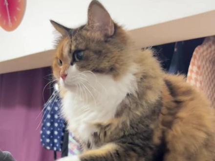 每天认识一款猫:彩狸 #彩狸 #猫咪 #养猫人