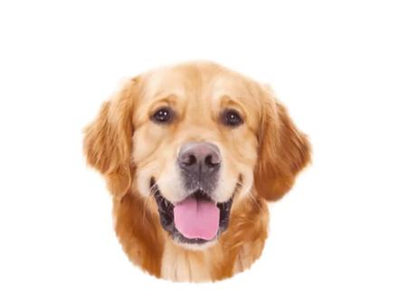 金毛无缘无故狼嚎?是难受吗?#金毛犬 #狗狗的日常