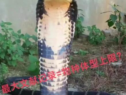 中国眼镜王蛇体型上限就是3.8米?不可能达到4米?#动物科普 #科普冷知识