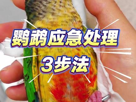 鹦鹉应急处理办法 啃咬用不到,但是不能不知道
#鹦鹉 #神奇动物在抖音 #鹦鹉小白 #鹦鹉日常 #鹦鹉鹦鹉萌萌哒逗鹦鹉