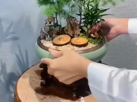 蓬莱松盆栽室内猴年招财盆景绿植吉祥猴四季常青办公室客厅植物#花卉绿植 #盆栽地栽 #阳台盆栽 #蓬莱松盆景