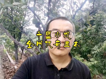 千盟小说,全网仅有五本#书荒推荐 #小说热门 #网文推荐