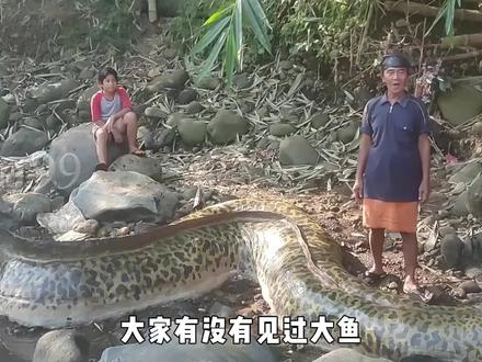 外国捕获一条最大鳗鱼,得知真相后大家都震惊了,网友都说太牛了 #画画大触 #艺术家 #大鱼