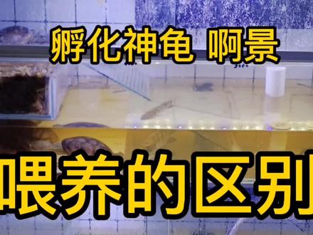 为什么你的产量低,喂养的重要方法#窄桥 #窄桥蛋龟 #养龟 #中视频计划 #中视频伙伴计划