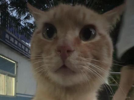 哈吉米山歌:拿着咪生陪你赌#哈吉米 #小猫视角