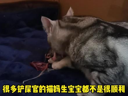 猫咪生产全过程,记录了详细细节,希望能给广大铲屎官一些帮助! #猫 #猫妈妈与猫宝宝 #小奶猫 #宠物