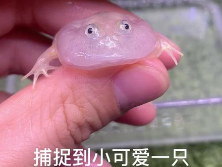 #小丑蛙 #爬宠日常 #异宠天堂 我错了,不该看到你可爱就给你喂吃的,希望你不要离开我,明天早起先看看你