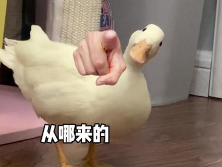 好养活逐渐暴躁@DOU+小助手