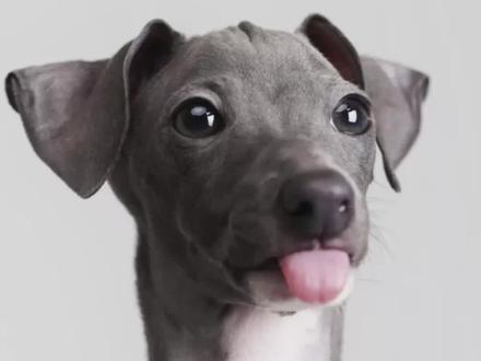 适合家养的大型犬-灵缇 跑的最快的狗
#宠物知识 #抖音动物图鉴 #灵缇