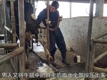 奶牛后腿长了一个大脓包,严重影响行走,农场主狠狠一刀扎下去! #动物救助 #牛 #奶牛