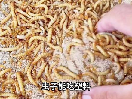 虫子能吃塑料,为啥不养它亿只来“清空”地球垃圾?真相扎心了!
#科普 #涨知识 #科普一下 #科普知识 #冷知识科普