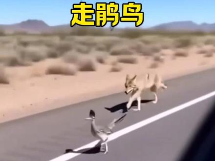 走鹃,走起路来像飞一般的感觉#走鹃#动物解说