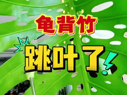龟背竹开背开洞! 这就是开背开洞的超级大跳叶!#龟背竹 #龟背竹跳叶 #龟背竹养护 #龟背竹开背 #龟背竹大叶片