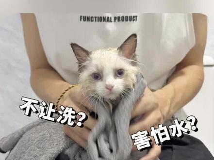 猫咪不让洗澡,那一定是从小的脱敏训练没有做好#猫咪社会化 #猫咪社会化训练 #新手养猫 #小卢呼噜噜