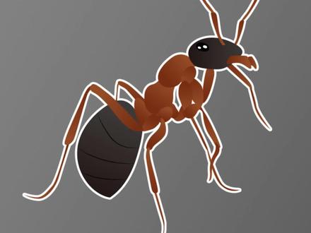 消灭蚂蚁的好方法是什么?使用杀蚁胶饵和灭蚁饵剂,可以快速消灭各种蚂蚁。#蚂蚁药 #蚂蚁 #防虫小妙招 #灭蚂蚁神器 @DOU+小助手