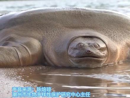 鼋是古老的爬行动物,现存数量远不如大熊猫,被列为国家一级水生野生保护动物。