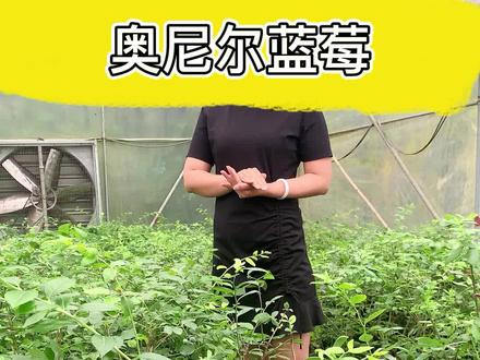 蓝莓中的爱马仕-奥尼尔 #果树 #种植 #新农人 #奥尼尔蓝莓