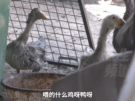 5月23日(发布)河南郑州,邻居在楼道和楼顶养各种家禽,男子:太臭了 苍蝇蚊子到处飞, 早上天还没亮 鸡 鸭就在那里打鸣,女子:养着玩的 想在哪养就在哪养(1)#媒体精选计划 #河南dou知道