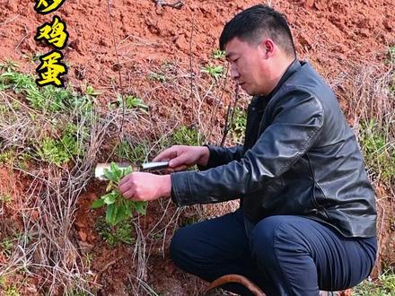 蛤蟆皮炒鸡蛋 ——蛤蟆皮是名副其实的野菜,全草可入药。一到春天,采摘用来炒鸡蛋或凉拌水煮都别有一番风味!#蛤蟆皮 #野菜 #春天的味道 #我的乡村生活