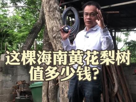 35公分的海南黄花梨树值多少钱?#海南黄花梨 #文玩 #收藏#助农