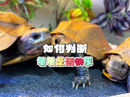 如何判断龟龟是否快乐~ #养龟日常 #龟宠时代 #我的天使小龟 #萌宠出道计划 #万物有灵且萌