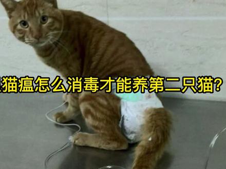 家里猫瘟怎么消毒才能养第二只猫? #猫瘟 #猫咪 #猫瘟消毒