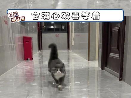 “我不要钱 我只要我的猫猫” 不敢想阿姨得有多难过啊#毛孩子 #宠物 #专车#心痛 #小猫