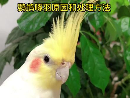 解答鹦鹉常见问题,鹦鹉啄羽毛的原因和解决方法#鹦鹉啄羽症 #鹦鹉的日常 #鹦鹉驱虫