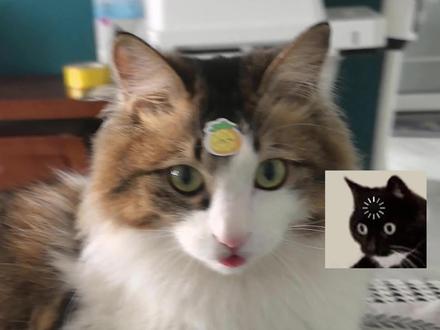 5月15日 无视底层代码的笨猫#猫咪底层代码 #狸花猫 #猫咪的迷惑行为