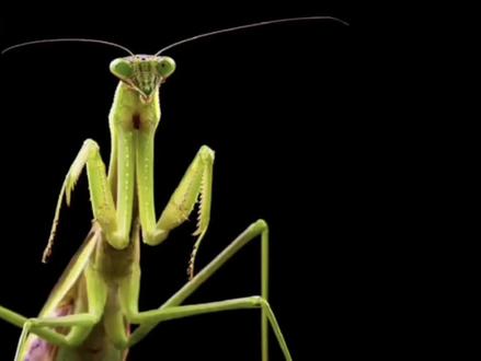 2分钟带你了解中华武术的魅力象形拳之“螳螂拳”#武术