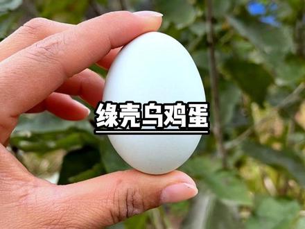 绿壳乌鸡蛋,特别适合家里的宝宝,老人,孕妈妈,坐月子,健身减肥的人群。#生态散养土鸡 #支持三农扶持三农发展 #我的乡村生活 #新农村计划2022 #五黑鸡绿壳蛋