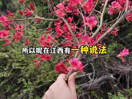 江西省歌=江西省花=映山红 ❤️一首《映山红》,从江南唱到东北,从盼红军到敬英雄。这跨越千里的红色回响,是两片土地上同样的滚烫信仰🇨🇳#江西 #映山红#朝鲜语映山红#闪闪的红星 #总有一种旋律让人热泪盈眶