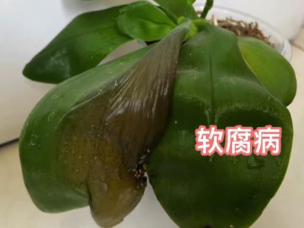 蝴蝶兰软腐病 #蝴蝶兰 #爱生活爱养花