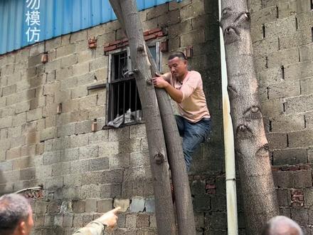 又来砍树了,围墙边上的树,看能搞到多少木材。