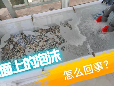 鱼缸水面上有泡沫,到底是怎么回事?不是水肥就是水脏了
