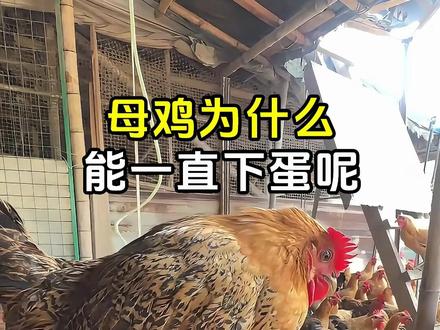 母鸡为什么能一直下蛋呢? #母鸡下蛋 #母鸡为什么会下蛋 #动物科普
