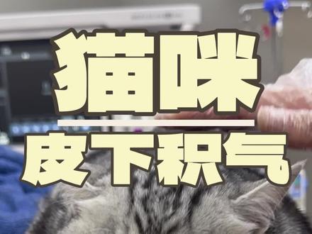 分享一个之前的经典病例,这只猫咪不是胖的,是和自家狗打架被咬破,造成胸壁透创,呼出的气跑到了皮下形成气胸,浑身鼓成了气球,情况很危险,先将它体内的气排出,然后补住破掉的地方,现在已经恢复好啦#猫咪的迷惑行为 #萌宠出道计划 #科学养宠攻略 #你在抖音搜什么